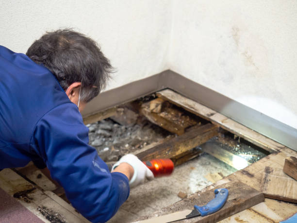Best Residential Mold Removal  in Heyville, AL
