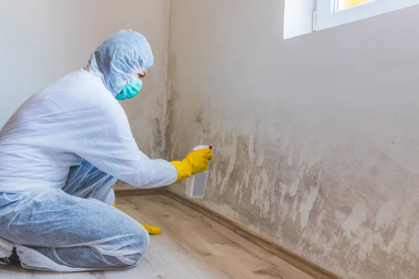 Crawl Space Mold Removal in Haleyville, AL