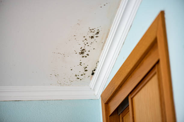 Reliable Haleyville, AL Mold Removal Solutions