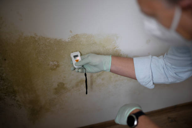 Best Local Mold Removal Service  in Heyville, AL