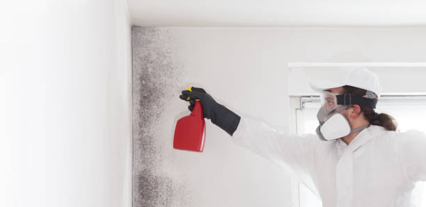 Best Same-Day Mold Removal  in Heyville, AL