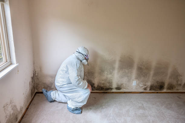 Best Home Mold Removal  in Heyville, AL