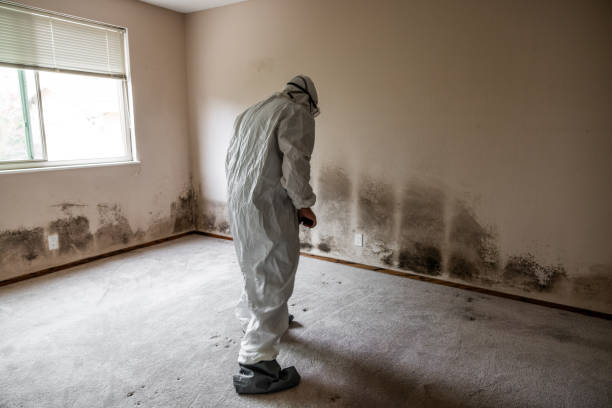 Best Best Mold Removal Companies  in Heyville, AL