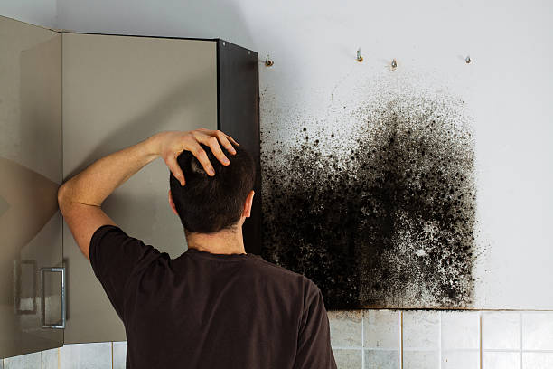 Mold Removal and Inspection in Haleyville, AL