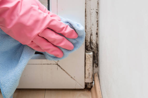 Best Emergency Mold Removal  in Heyville, AL