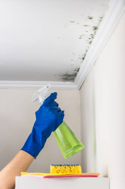 Best Mold Testing  in Heyville, AL